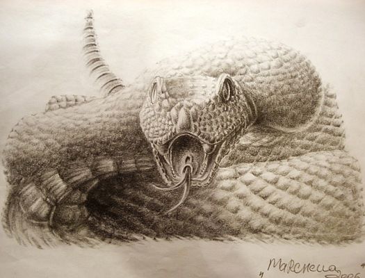 Эскиз татуировки гремучей змеи