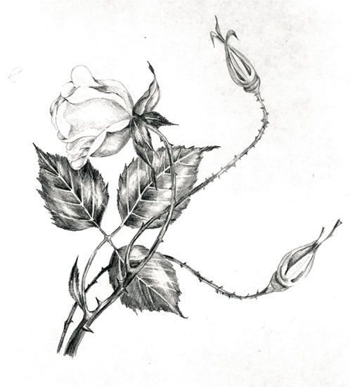 Эскиз татуировки Цветы Роза