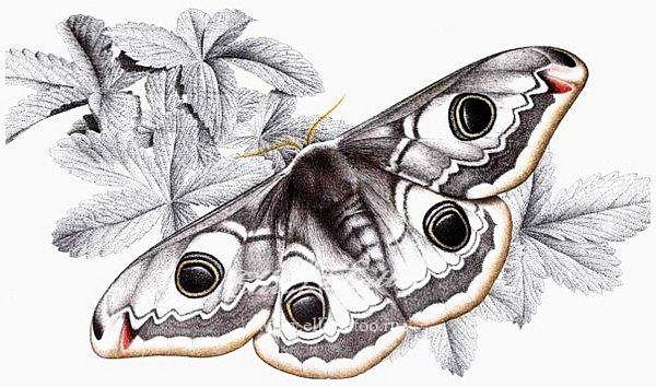 Эскиз бабочка на листве