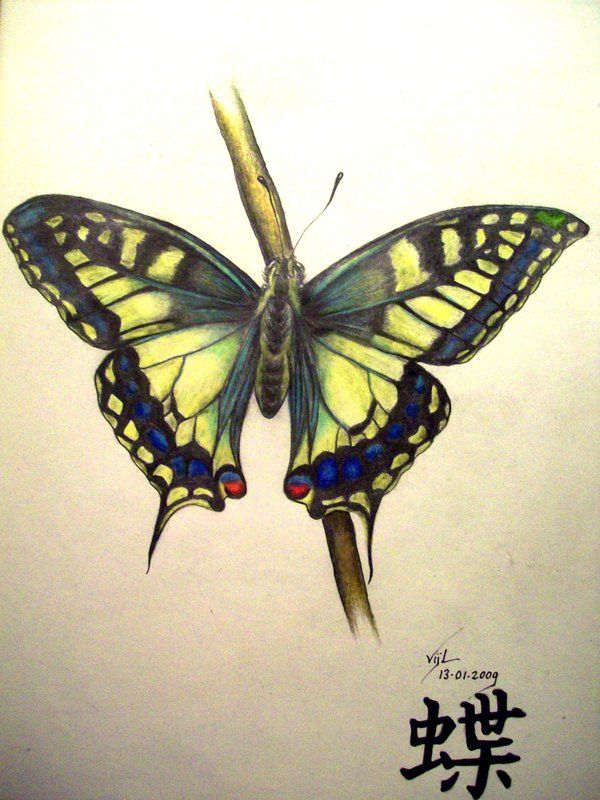 Эскиз бабочка махаон