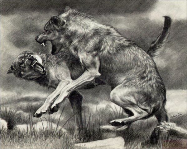 Эскиз тату грызущихся волков
