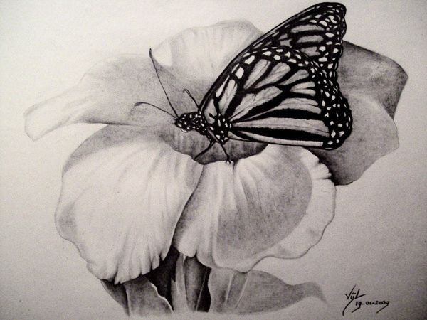 Эскиз бабочка на цветке