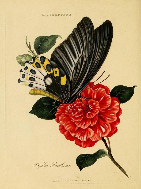 Эскиз Бабочка на красном цветке