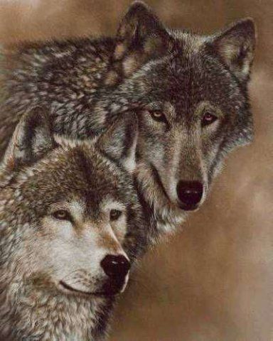 Татуировка эскиз пара волков