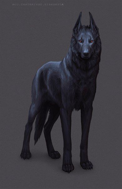 Татуировка черного волка - эскиз