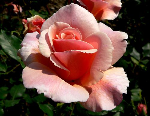 Эскиз тату пастельной розы