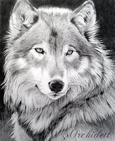 Татуировка волка опрятного - эскиз