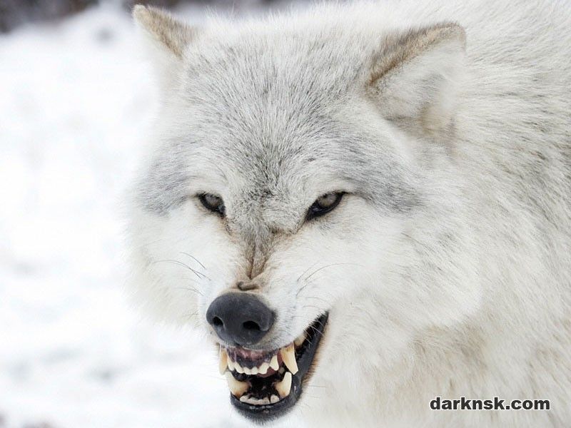 Эскиз тату головы белоснежного волка