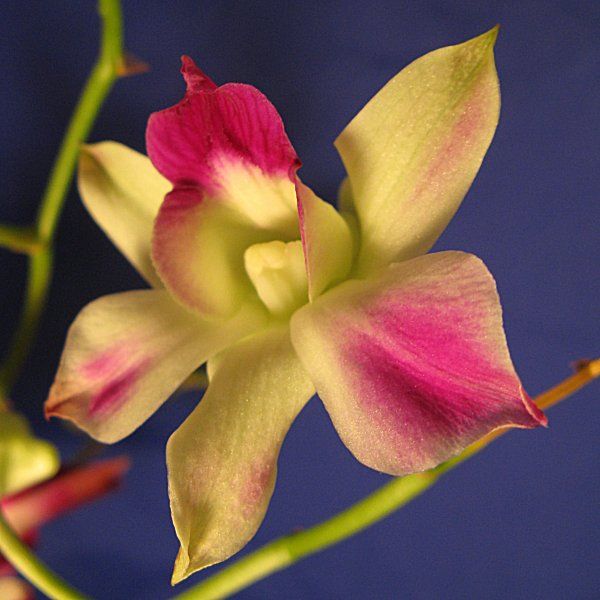 Эскиз татуировки Орхидея с розовыми лепестками