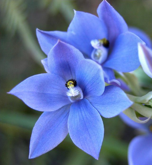 Голубой цветок эскиз
