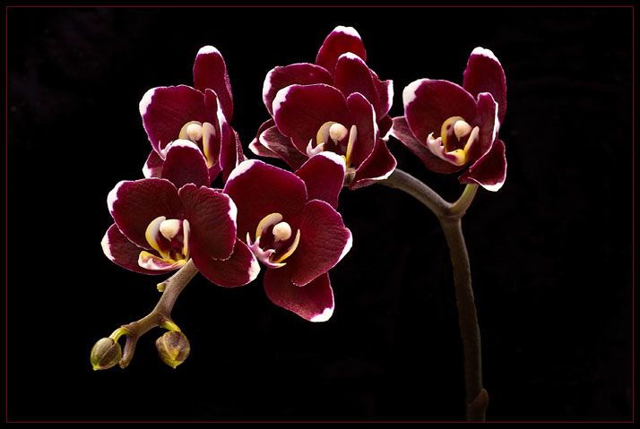 Эскиз бордовых орхидей