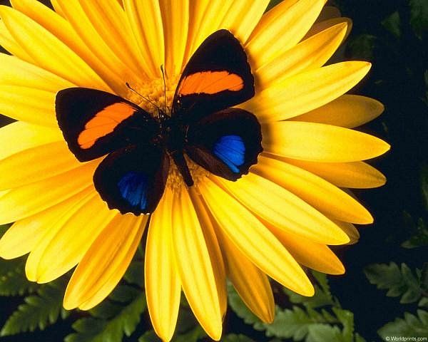 Бабочка тату эскиз на цветке
