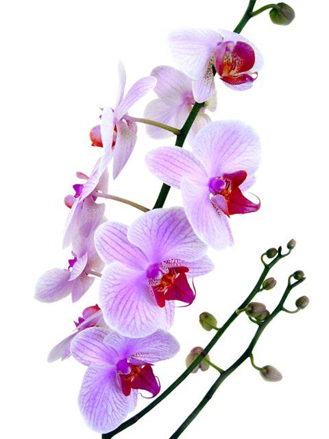 Эскиз Цветы Орхидея