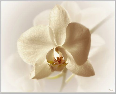 Цветы Орхидея