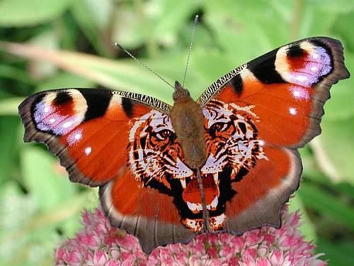 Эскиз интим-тату бабочка с мордой тигра