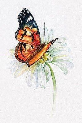 Эскиз бабочка на цветке ромашки