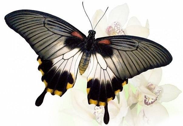Эскиз бабочка и цветы