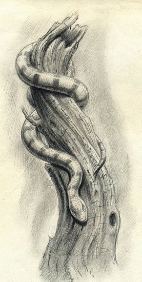 Змея на иссохшем древе эскиз татуировки