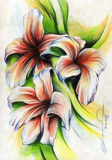 Эскиз Цветы Лилия