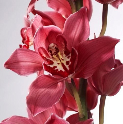 Тату Цветы Орхидея