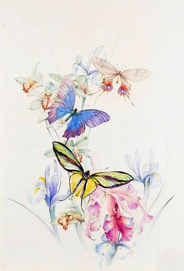 Эскиз летящие бабочки